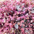 Loropetalum čínske (Loropetalum Chinense) ´BLACK PEARL´ - výška 70-90 cm, kont. C7L - NA KMIENKU